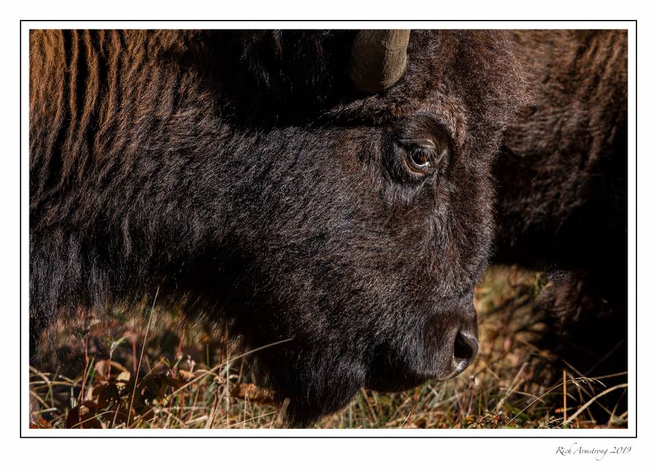 bison 2m.jpg